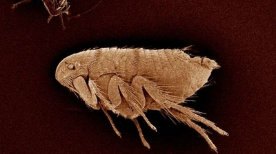 What Kills Fleas Instantly?