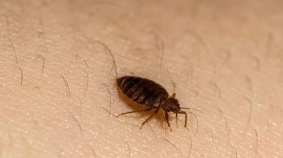 What Kills Bed Bugs Instantly?