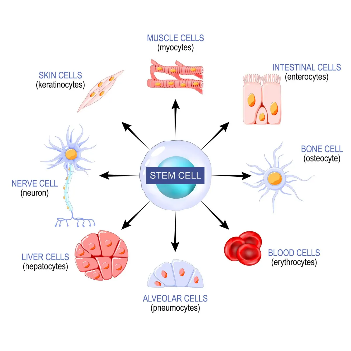 StemCell