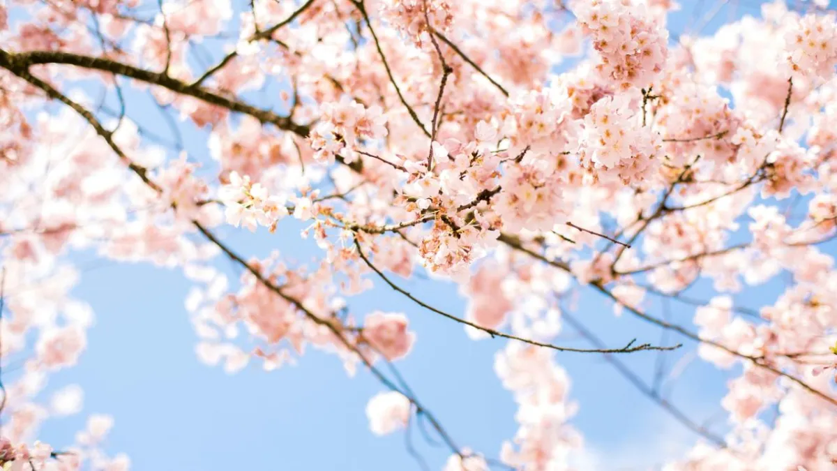 EMBRACING THE THAW: A BIRTHDAY REFLECTION ON NAVIGATING THE SEASONS OF LIFE