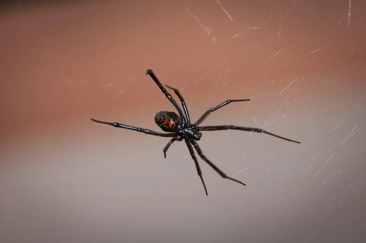 Spider in California