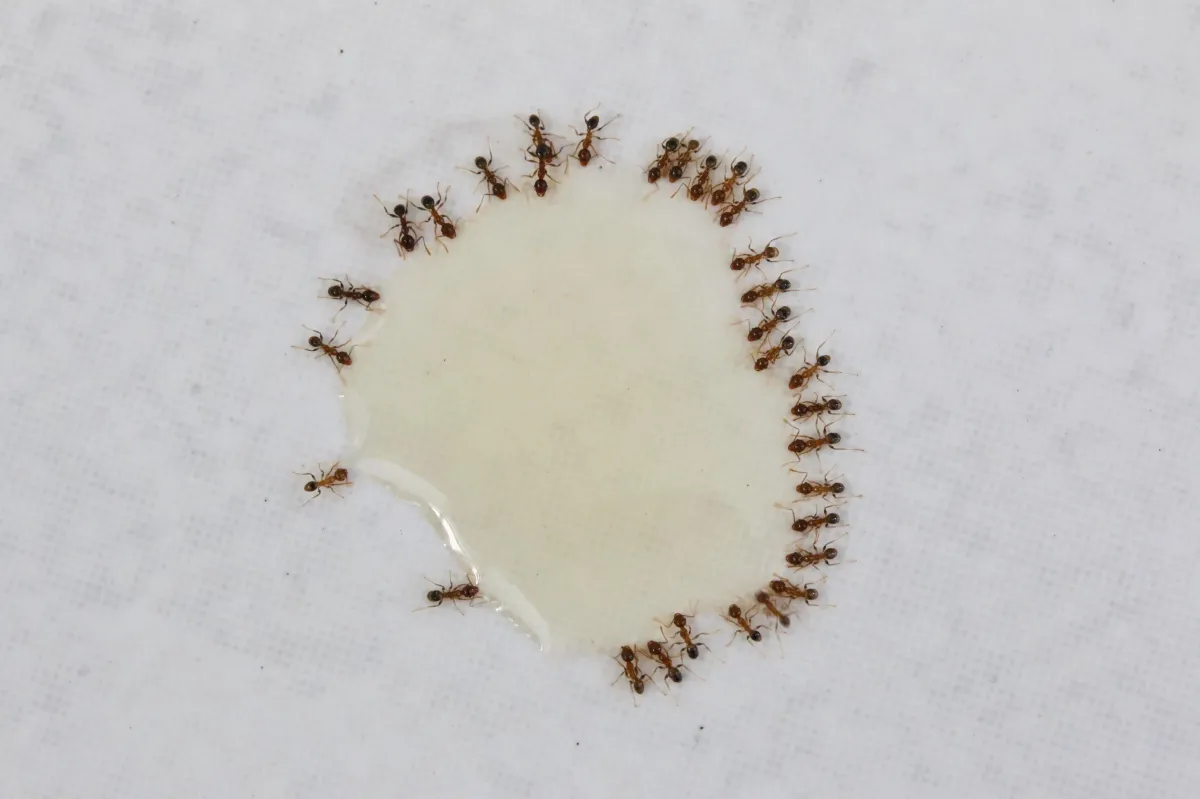 How to kill ants in your house with DIY and Pest Control