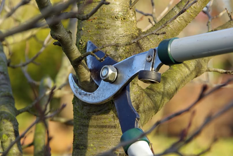 Winter Tree Trimming Don'ts: Avoid Pruning Spring-Flowering Trees