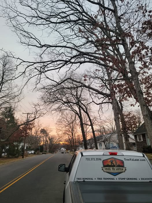 Winter Tree Care in Ocean County: Protecting Your Trees from Cold Weather Damage