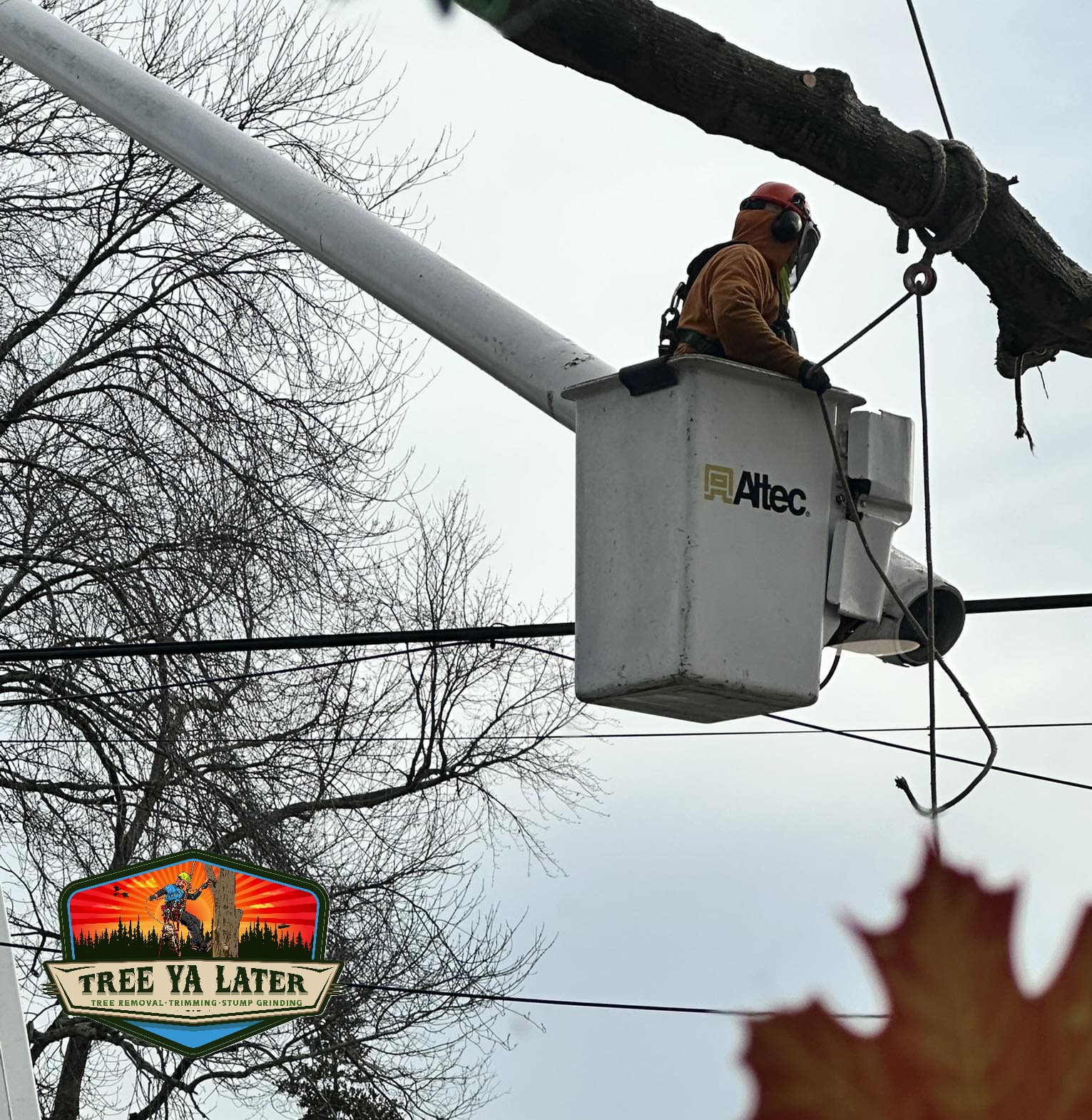 DIY Tree Removal vs Hiring a Professional: What Homeowners Need to Know