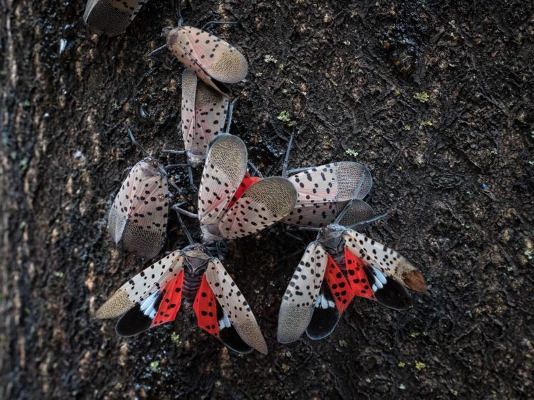 Spotted Lanternfly in Monmouth and Ocean County, NJ: How to Protect Your Trees from This Invasive Pest