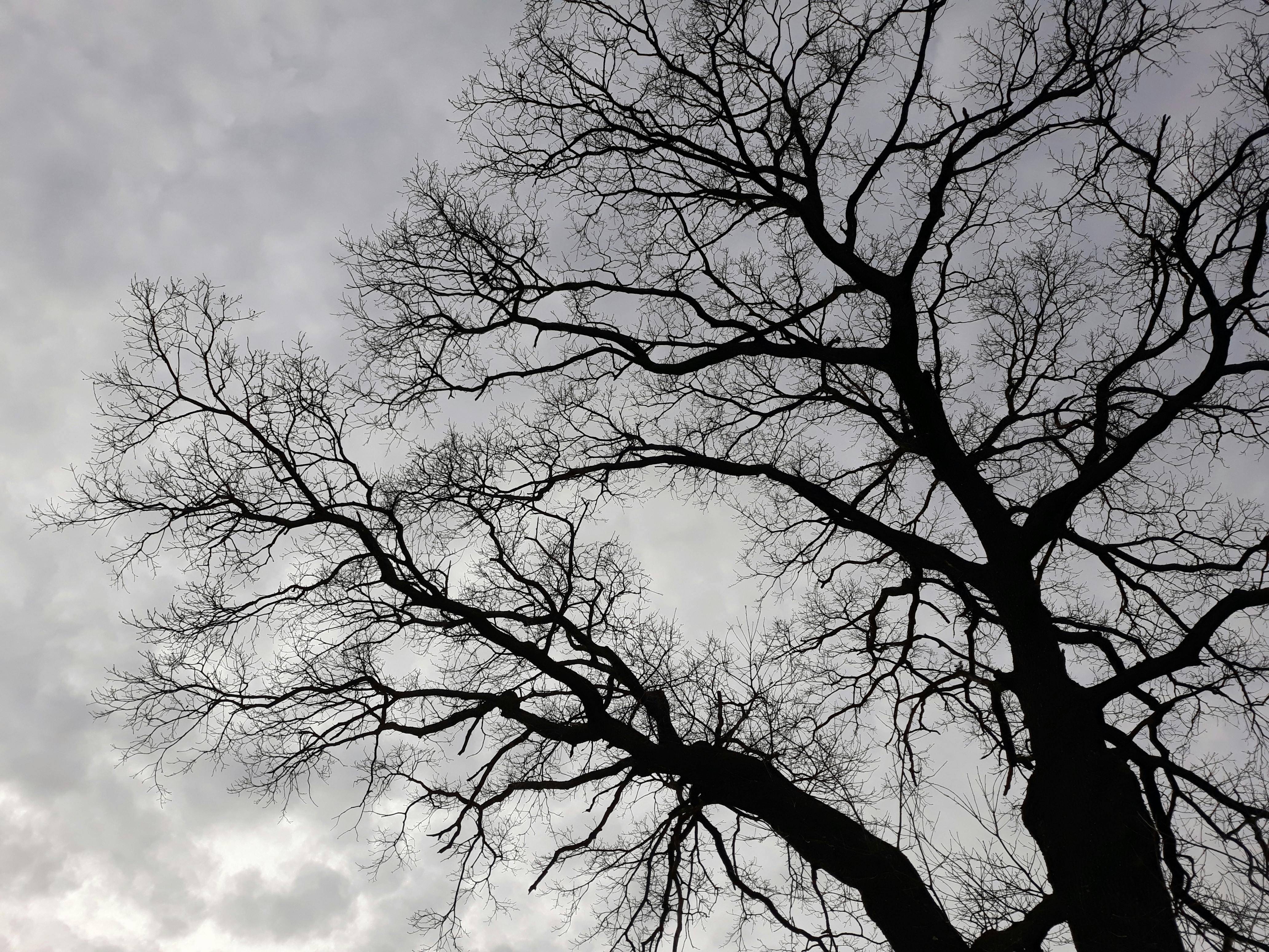 Oak Trees in Monmouth and Ocean County, NJ: Care, Common Problems, and When to Call an Arborist