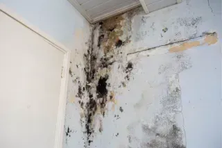 Mold Types in Santa Barbara