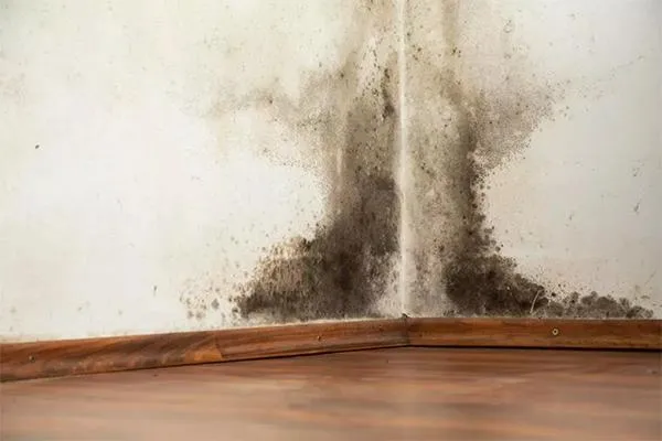 mold at home