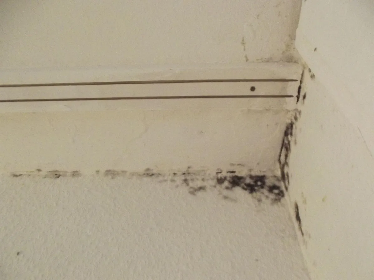 The Role of Humidity in Mold Growth