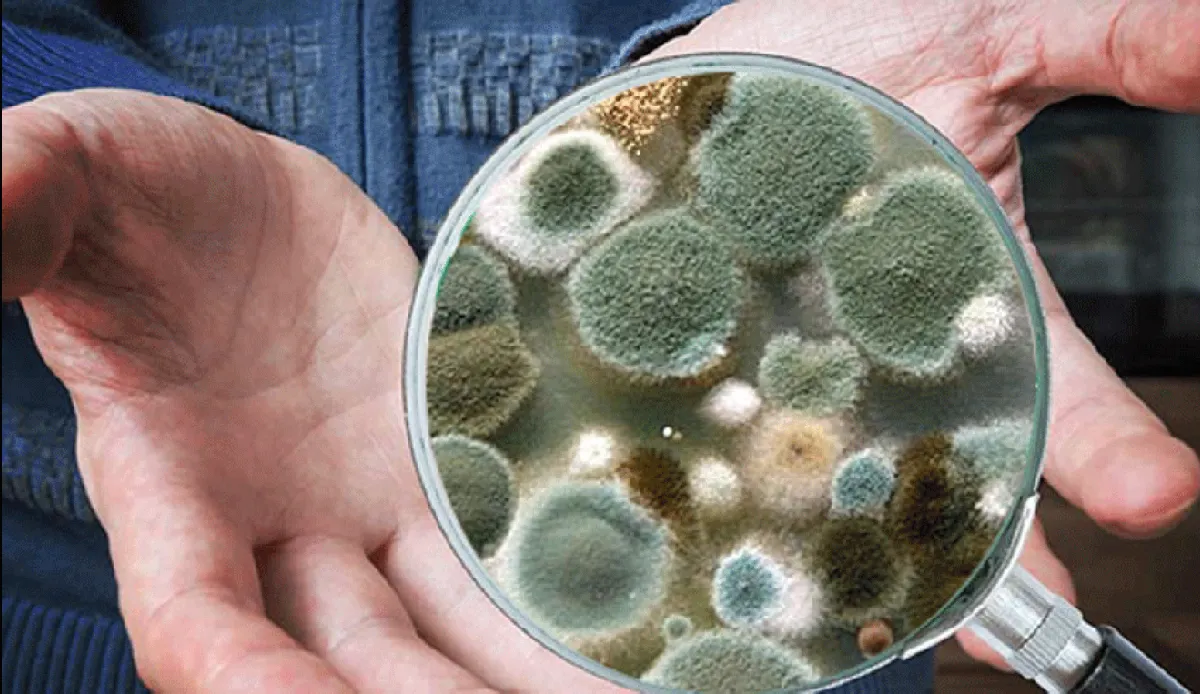 Mold Inspection Services in Santa Barbara