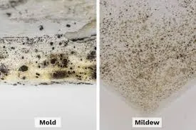 Mildew vs Mold: Key Differences You Should Know