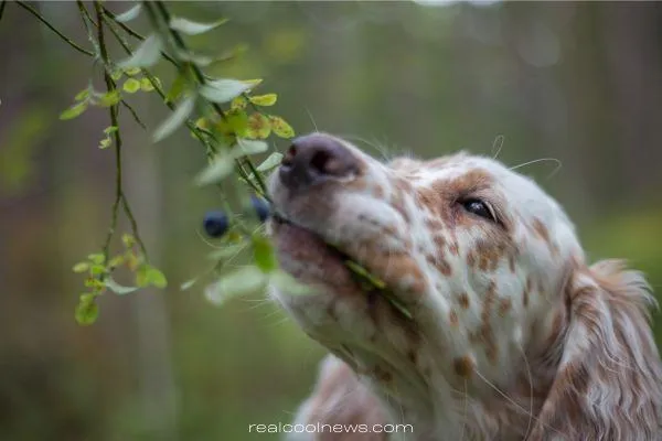 dog eating blueberries from a blueberry bush