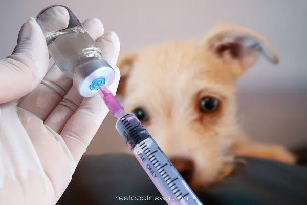 little puppy watching vet draw vaccine from vail