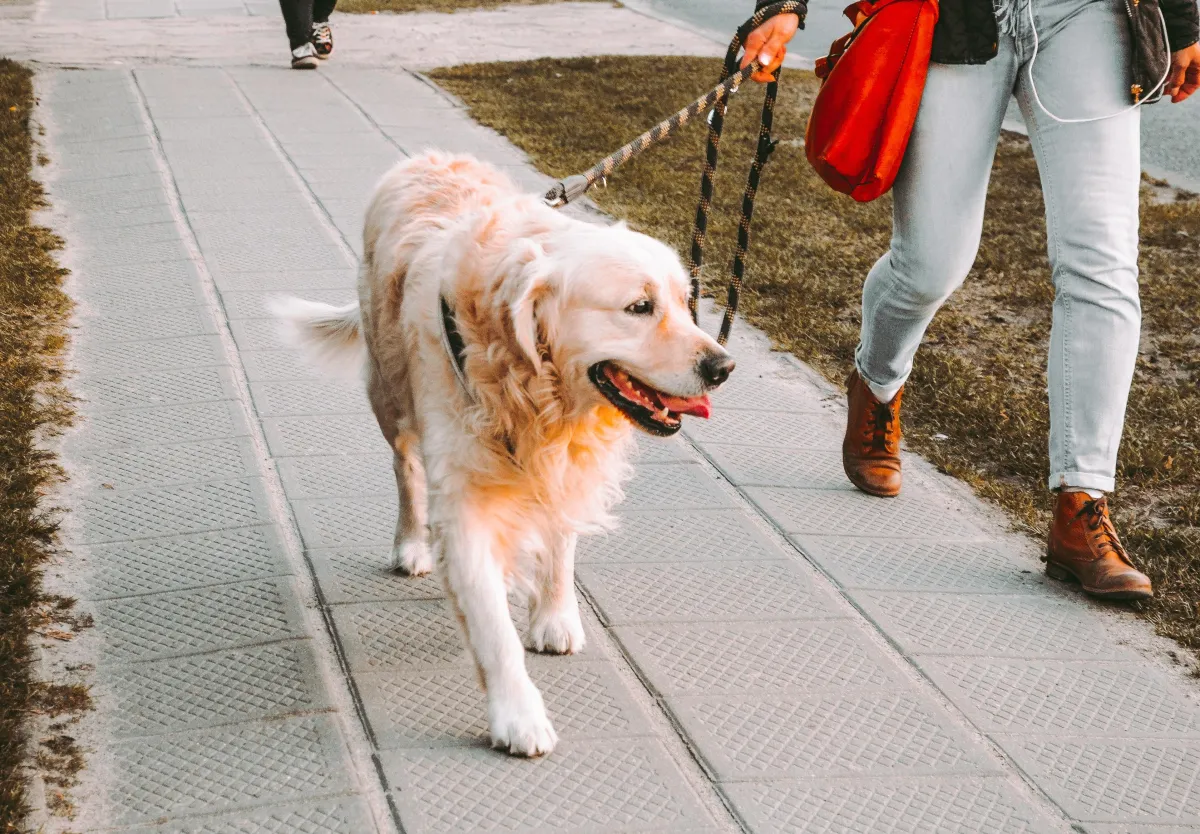 Adult golden retriever walking on leash next to a person in sunset light on a sidewalk.