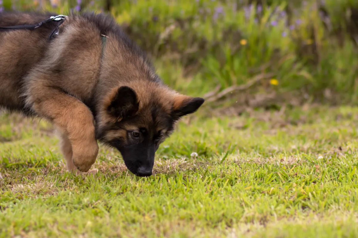 German shepherd puppy sniffing grass