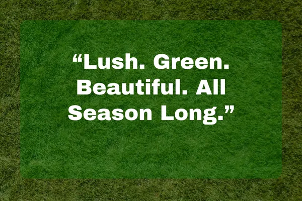 Achieve a Healthy, Green Lawn with Professional Lawn Maintenance