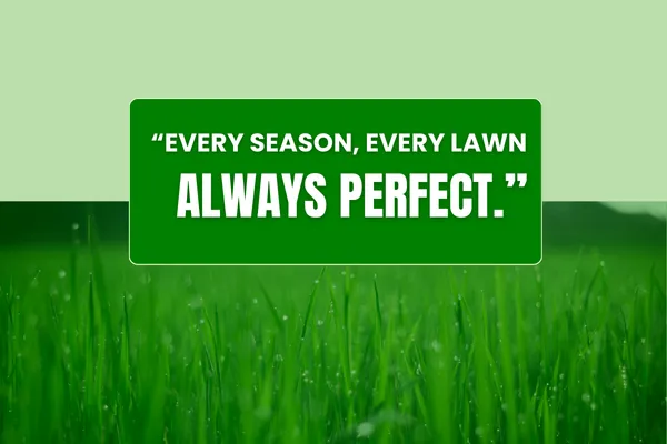 Year-Round Lawn Maintenance for a Perfect Yard