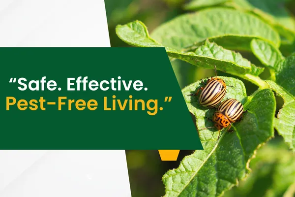 Protect Your Home Year-Round with a Professional Pest Control Program