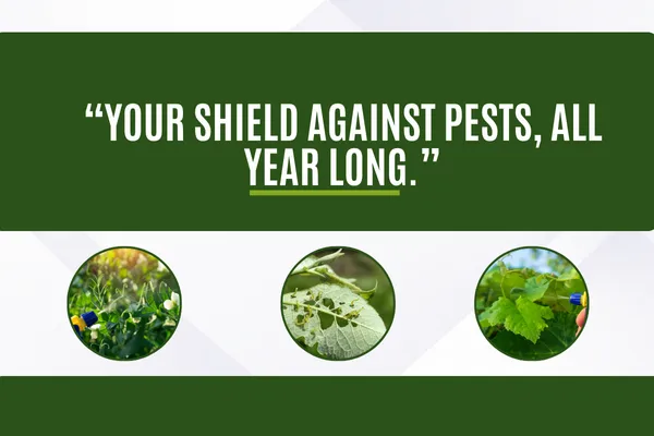 Year-Round Pest Control Programs for Lasting Protection