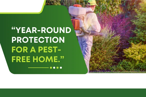 Comprehensive Pest Control Programs for a Safer Home