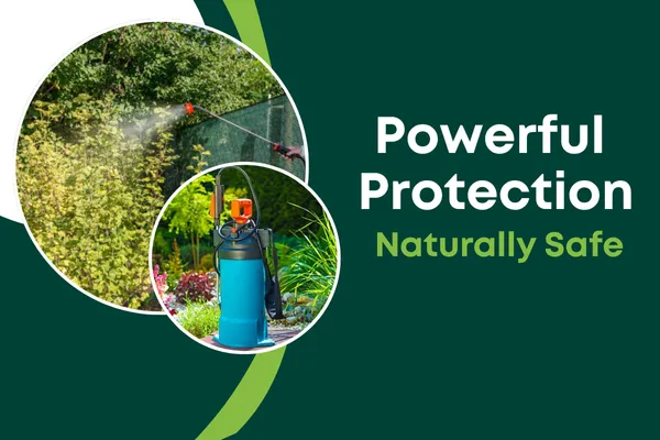 Safe & Eco-Friendly Pest Control Solutions for Modern Homes