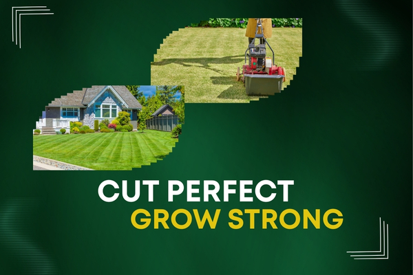 Professional Mowing Programs for a Clean, Healthy, and Polished Lawn