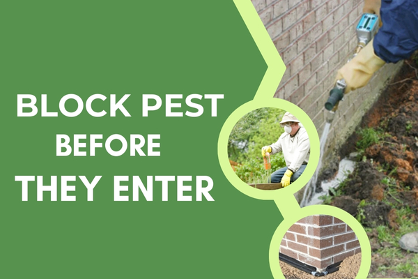 Home Perimeter Pest Protection Program for a Strong Exterior Barrier