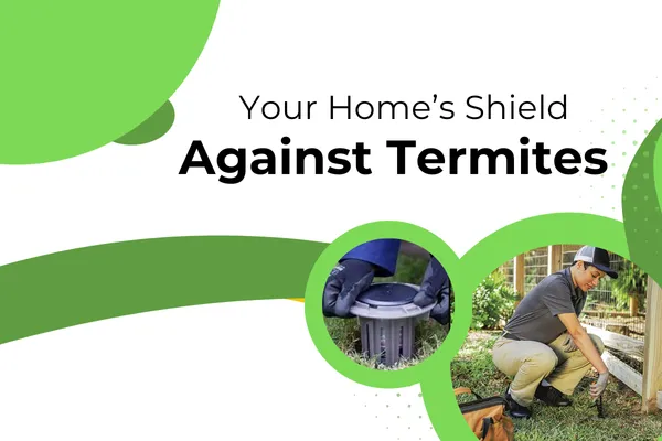 Termite Prevention & Monitoring Programs for Long-Term Protection