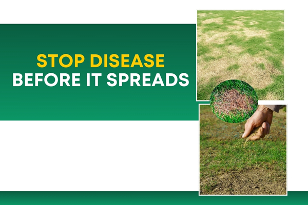 Lawn Disease Prevention & Treatment for Healthy Turf