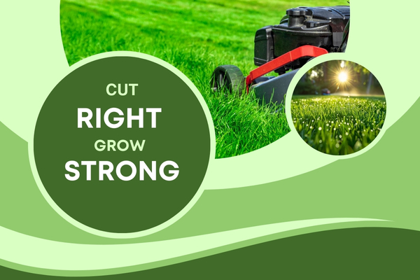 Professional Lawn Mowing Services for a Healthier, Greener Yard