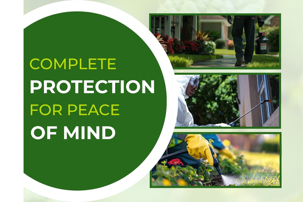 Comprehensive Pest Control Programs for a Safer, Healthier Home