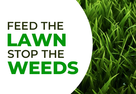 Close-up of thick, vibrant green grass free from weeds.