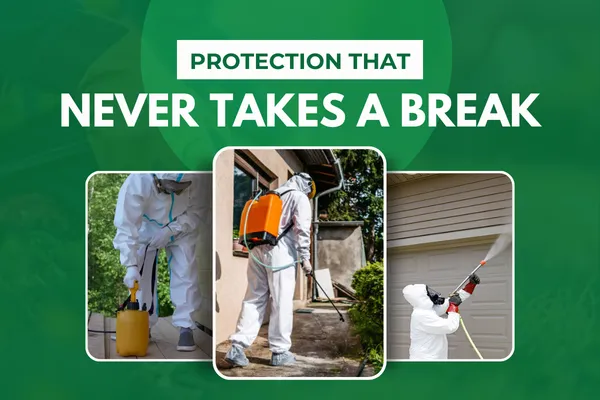 Year-Round Pest Control Programs for Total Home Protection
