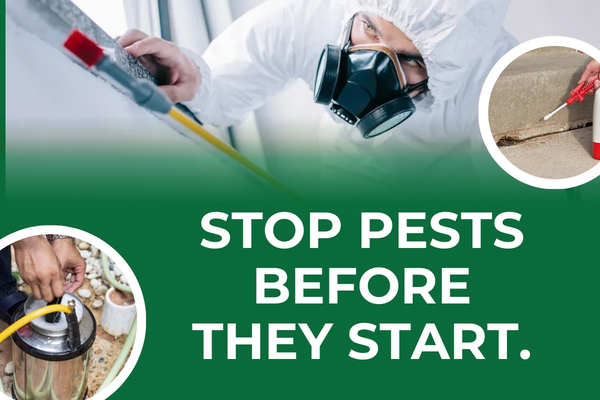 Preventive Pest Control Services to Stop Infestations Early
