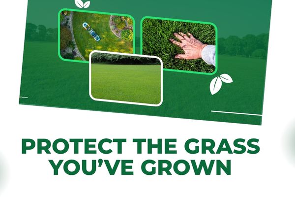 Weed Prevention & Lawn Protection Programs for Cleaner Turf