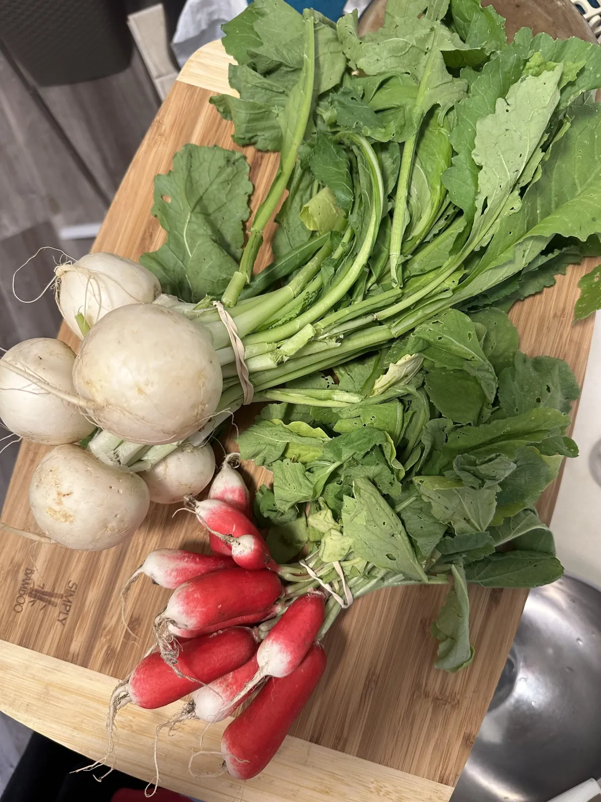 Turnips and Radishes from the farm