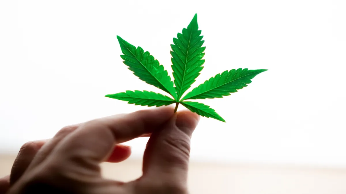 A person holds a vibrant green cannabis leaf against a bright, soft-focused background