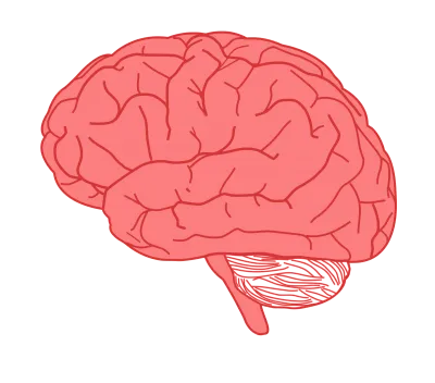 The Gut-Brain Connection