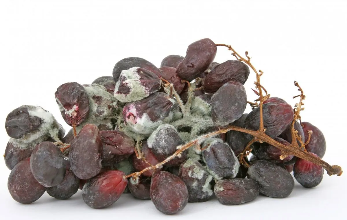 Why Mold Might Be An Overlooked Cause of Your Gut Issues