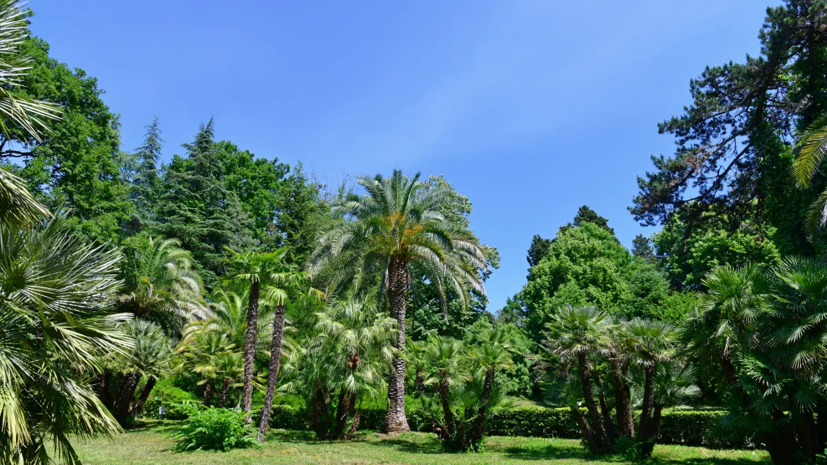 Diverse vegetation including palm trees and native plants in Mildura - different plant types create unique micro-climate gutter maintenance challenges