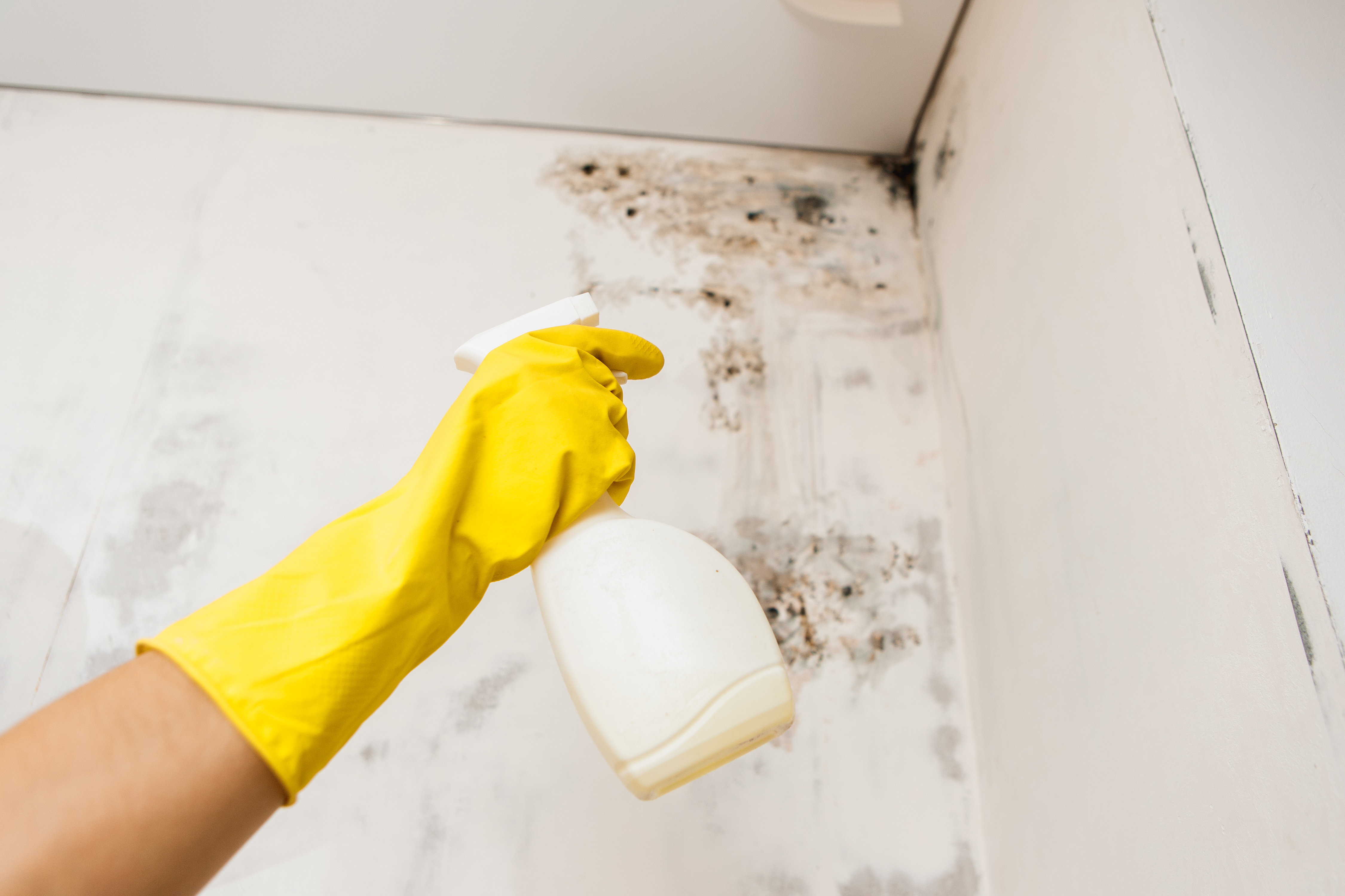How to Remove Mold From Painted Walls Safely?