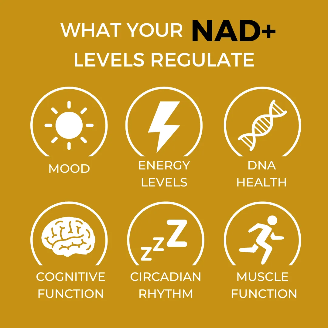 What you NAD levels regulate