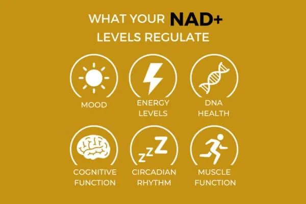 What does the NAD+ Supplement do & can it reverse ageing?