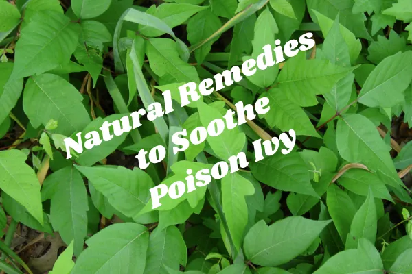 From Itch to Relief: Natural Solutions for Poison Ivy Exposure