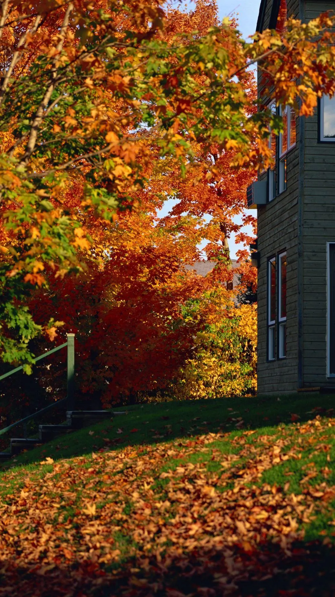 fall scene with bright colors