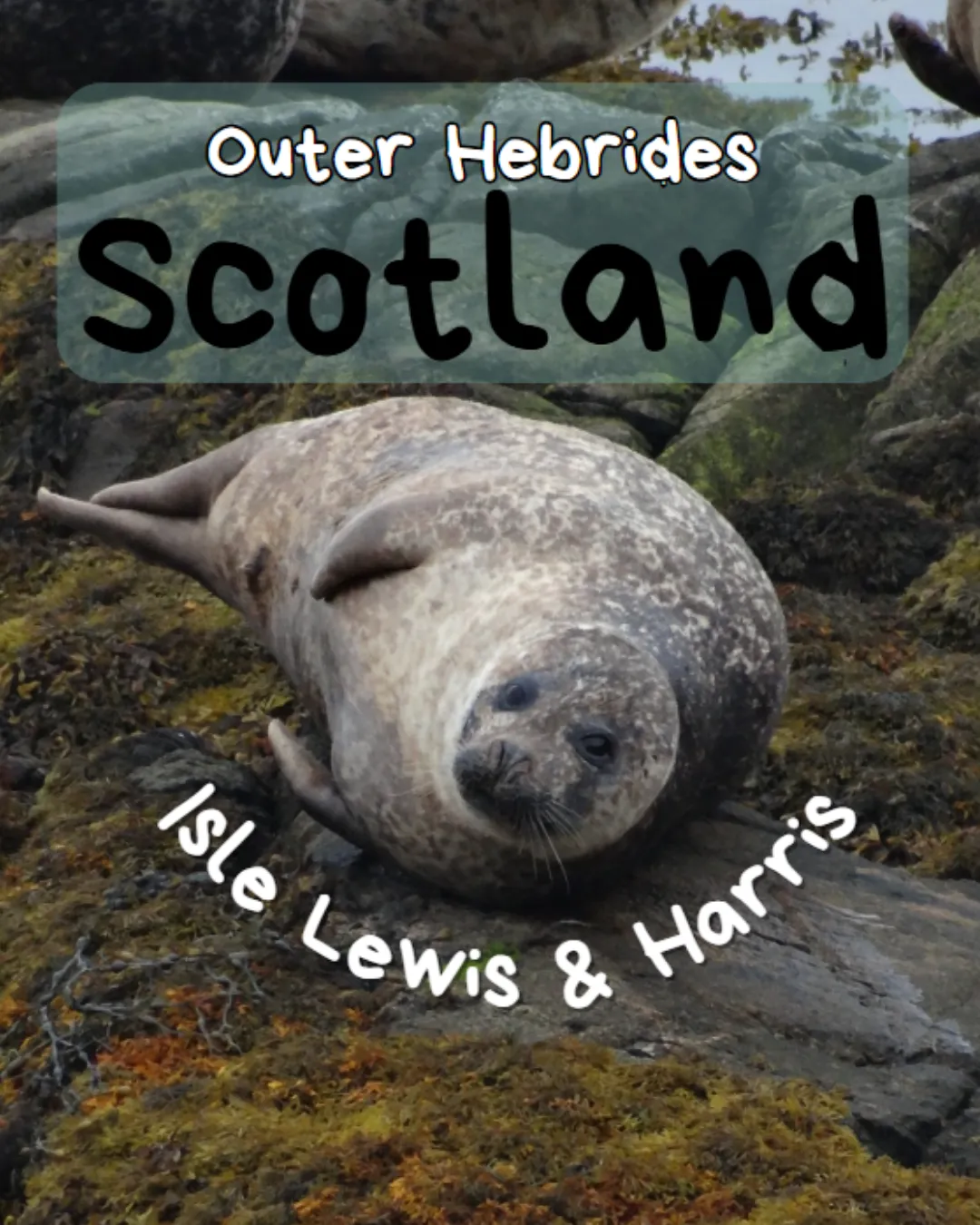 isle of lewis and harris sea lion