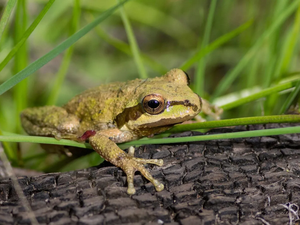 Chorus Frog is endangered in our area