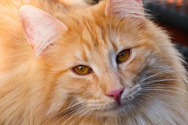 A fluffy orange cat
