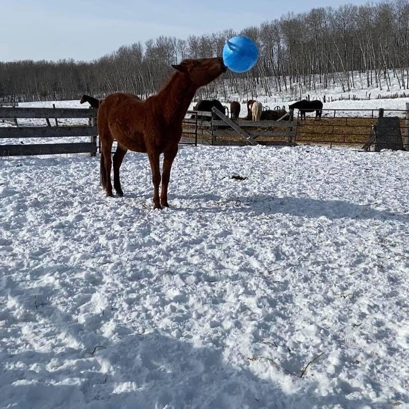 Sturgeon River Ranch - Horse Playing with Ball